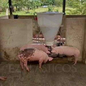 ENTREGA PORCICULTURA 15